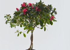 Provided the photographer knows what he's doing (which indeed isn't the case here) plants can be photographed against a perfectly white background, without shades and with all colours depicted as real as it can possibly be